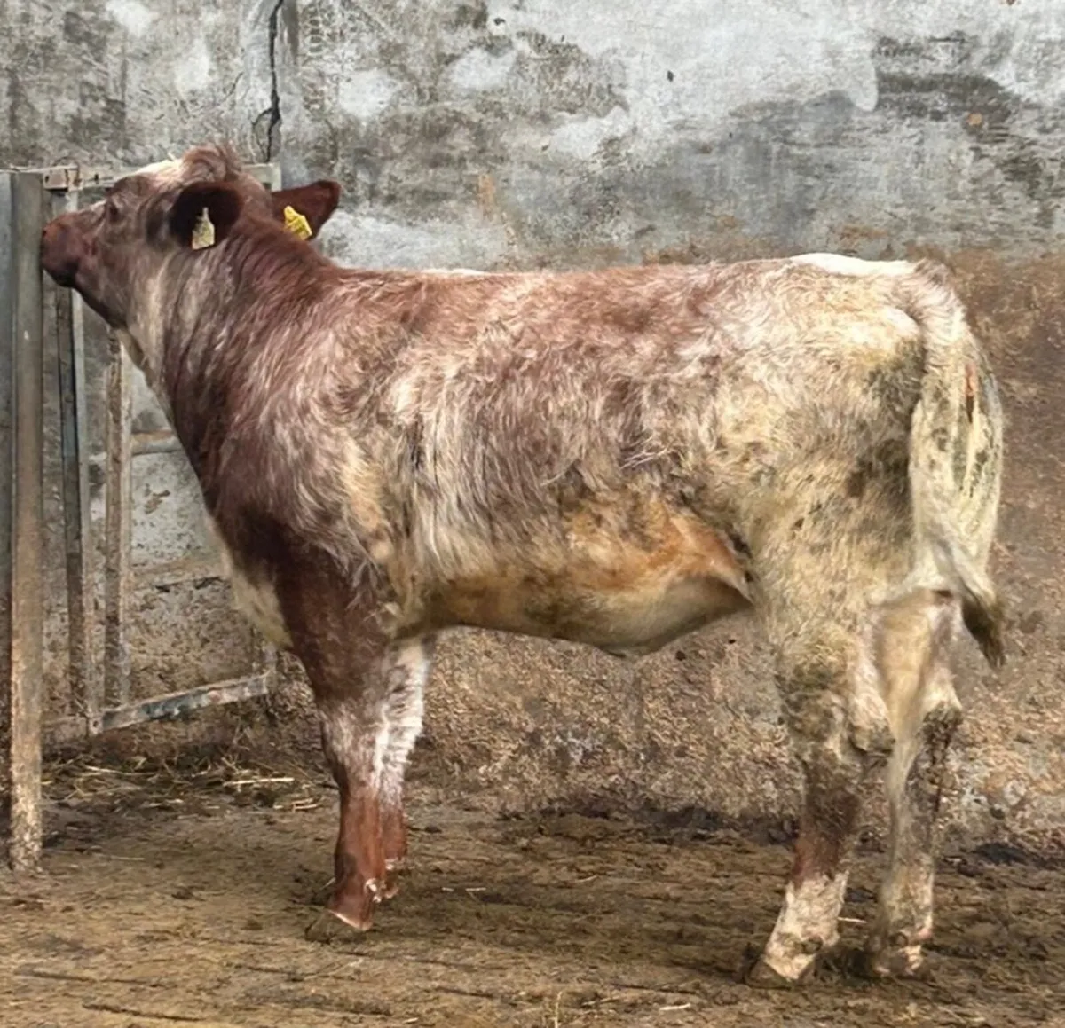 Two super weanling heifers - Image 2