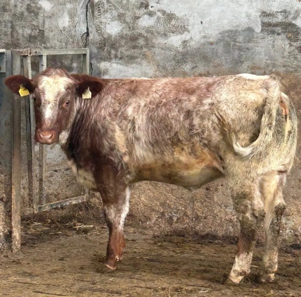 Two super weanling heifers - Image 3