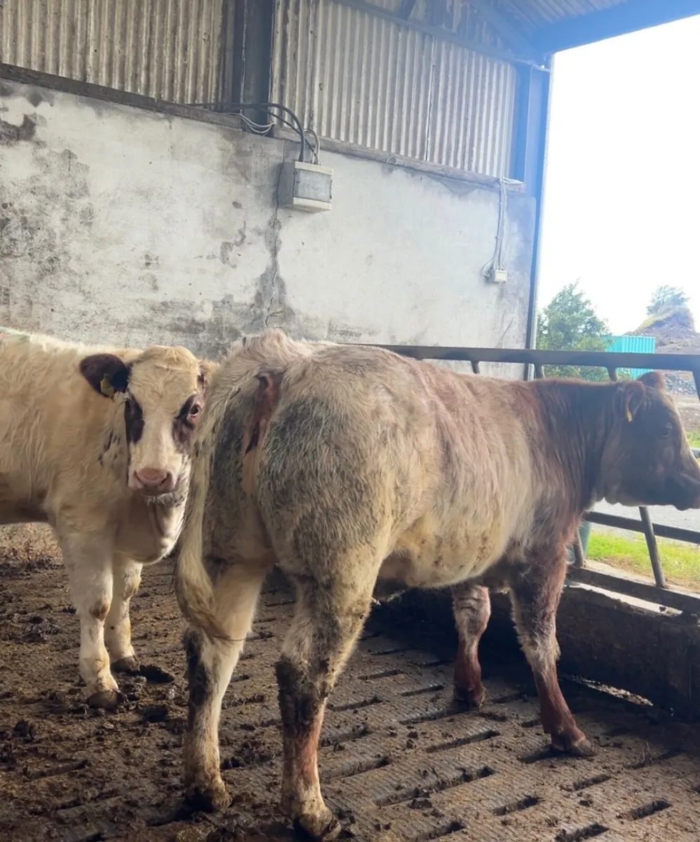 Two super weanling heifers - Image 4