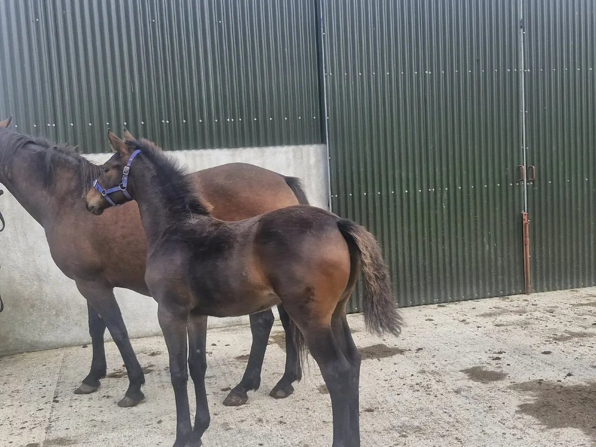 Lagans Obos Quality filly - Image 1