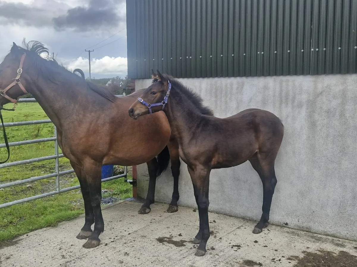 Lagans Obos Quality filly - Image 2