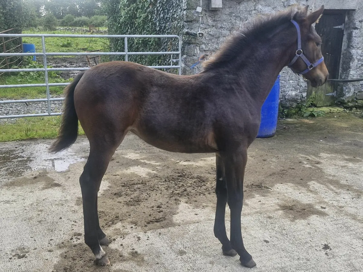 Lagans Obos Quality filly - Image 3