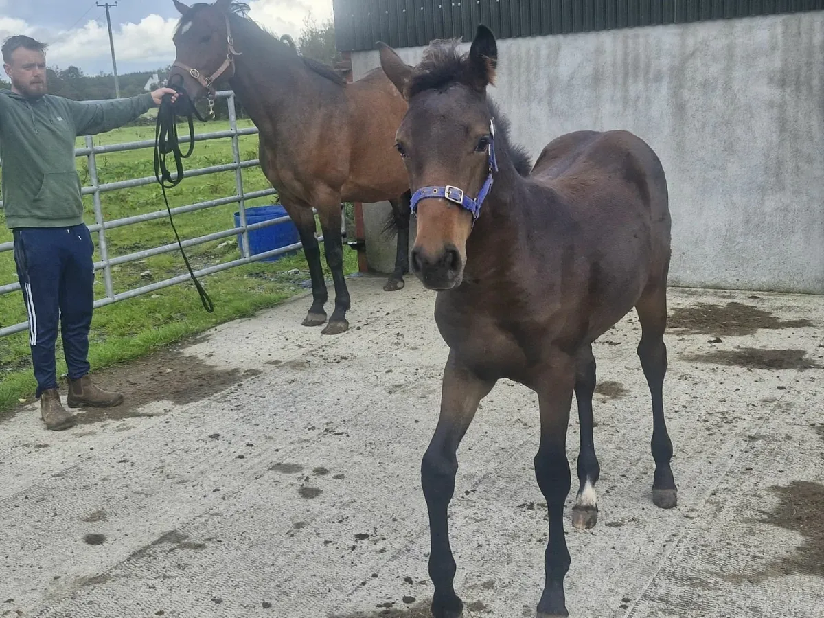 Lagans Obos Quality filly - Image 4