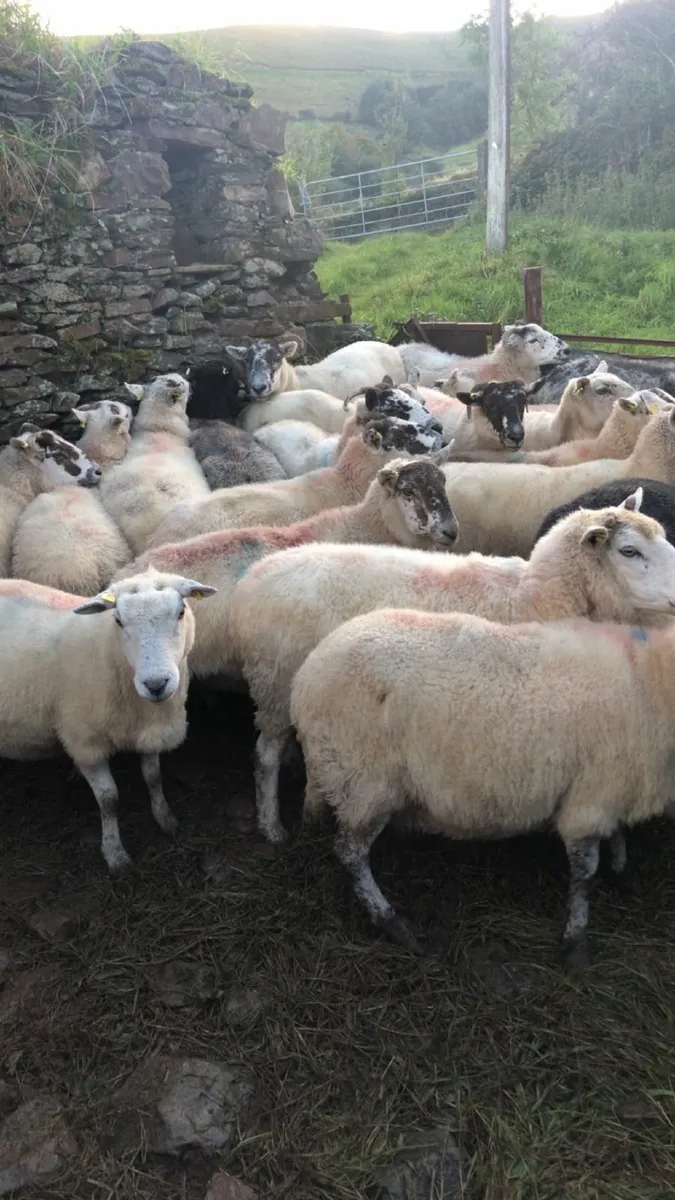 2  &. 3 year old mule sheep for sale - Image 3