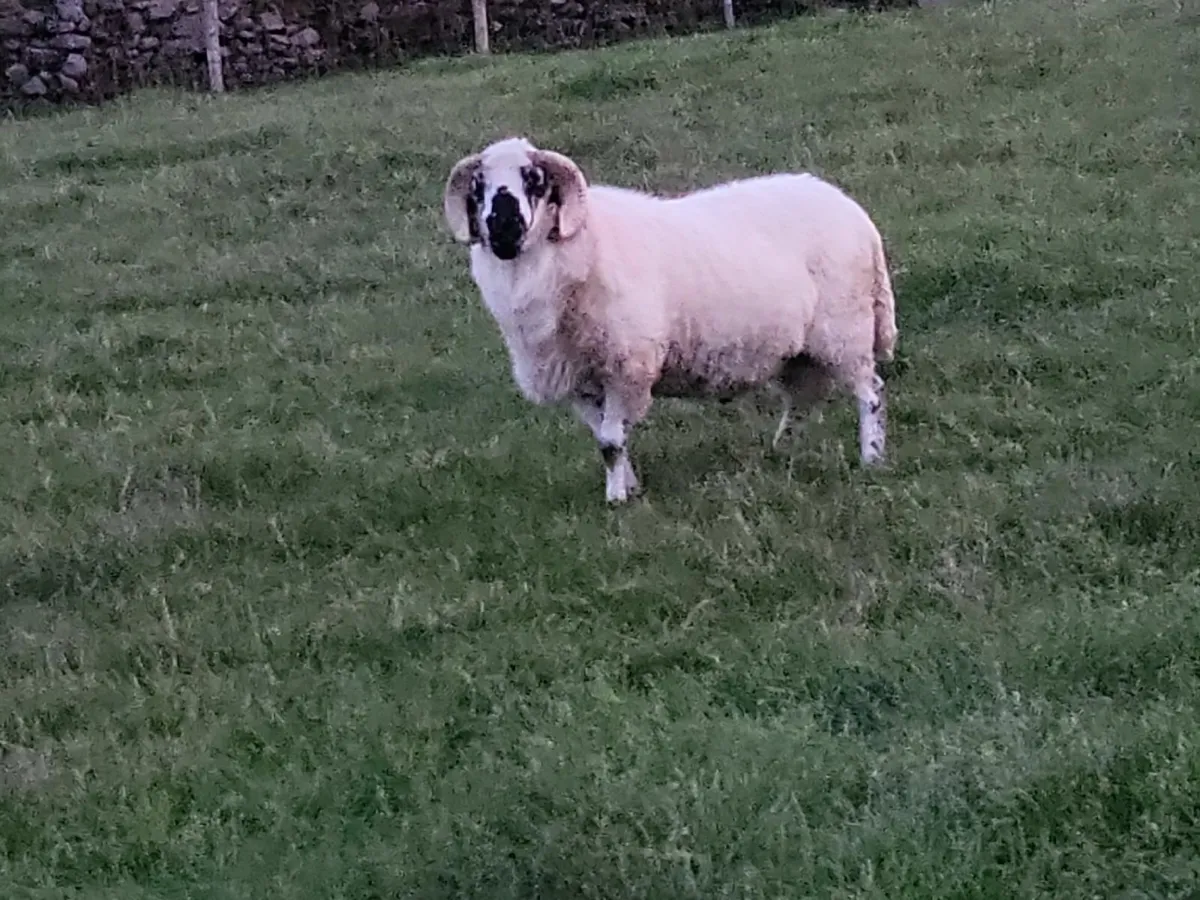 Scotch Rams sis Ram lambs - Image 1