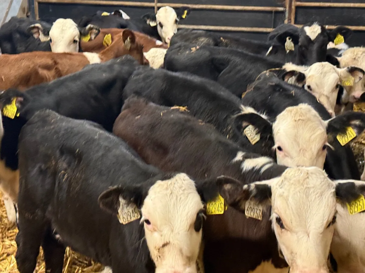 15 REARED HEREFORD CALVES ( HOMEBRED) - Image 1