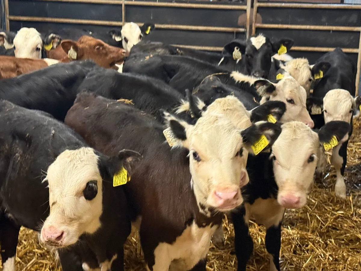 15 REARED HEREFORD CALVES ( HOMEBRED) - Image 2