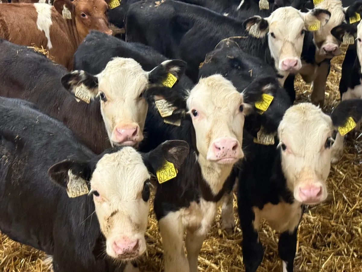 15 REARED HEREFORD CALVES ( HOMEBRED) - Image 3