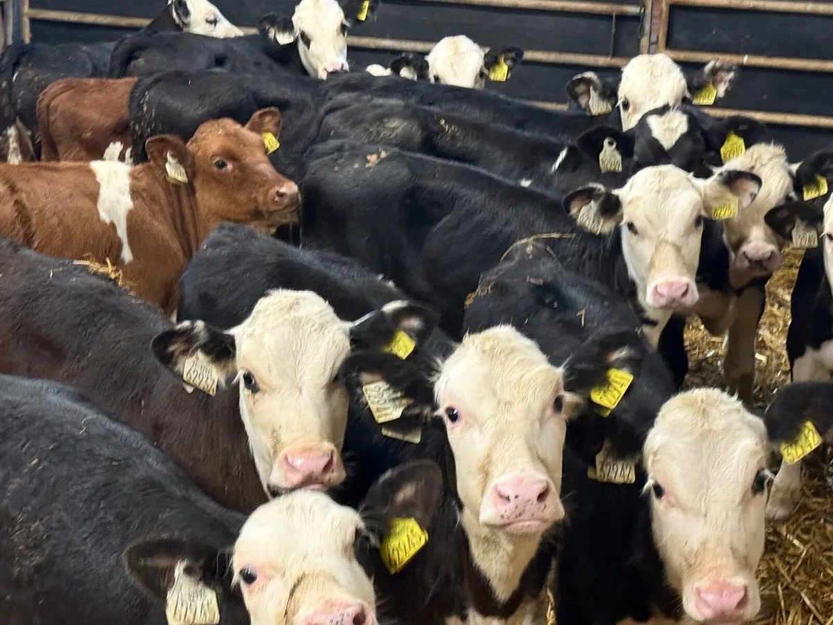 15 REARED HEREFORD CALVES ( HOMEBRED) - Image 4