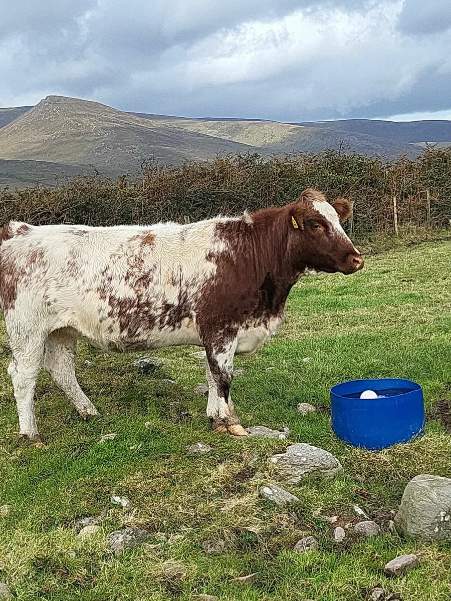 Incalf Heifer - Image 2