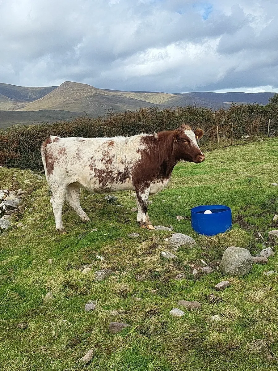 Incalf Heifer - Image 3