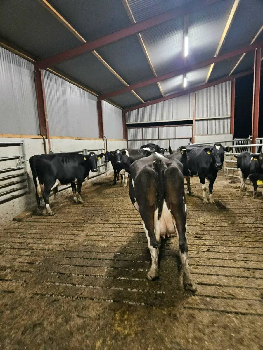 8 cull cows for sale - Image 2