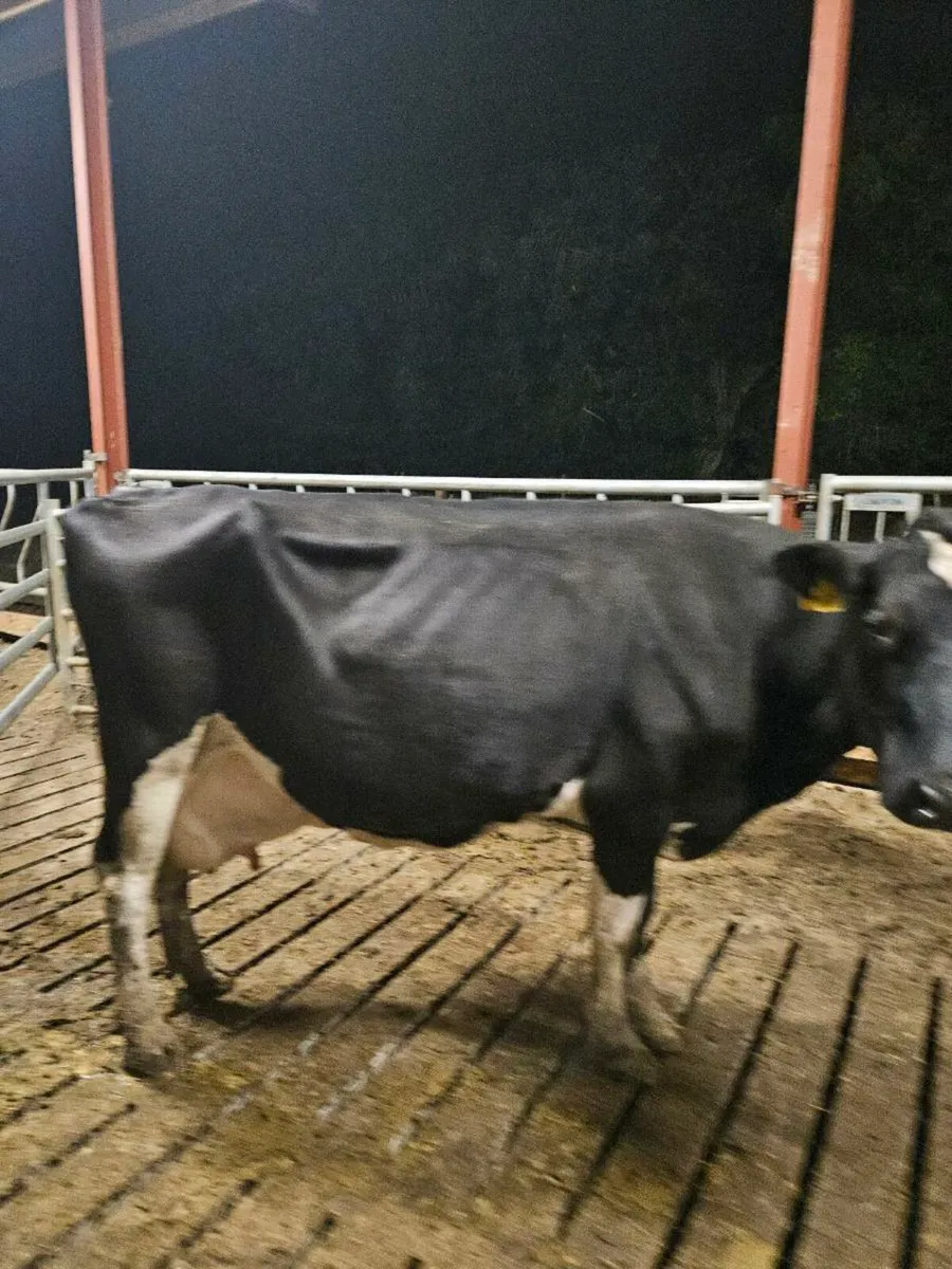 8 cull cows for sale - Image 3