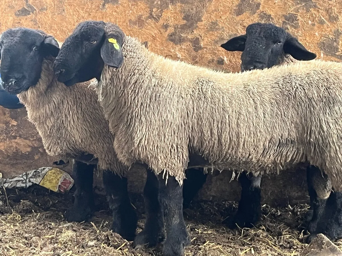 Purebred Suffolk ram - Image 2