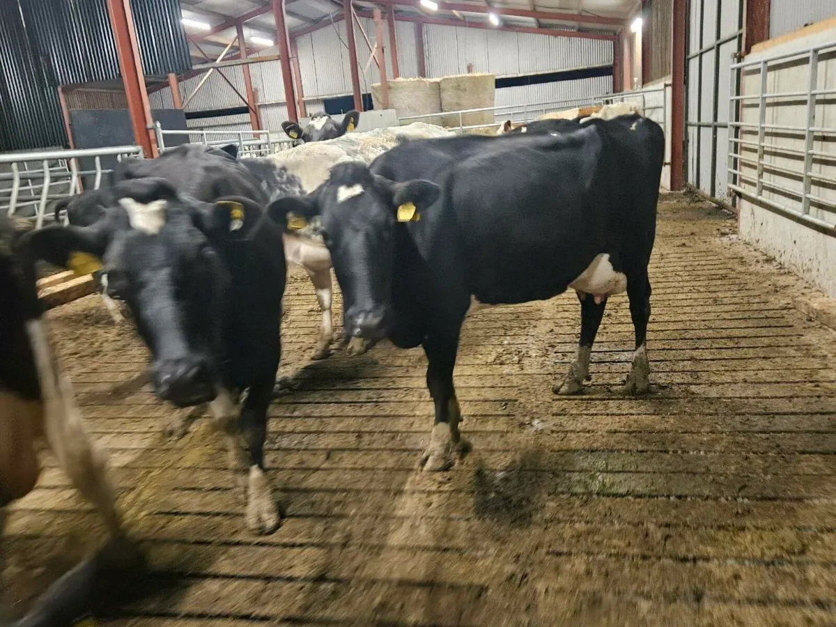 8 cull cows for sale - Image 1