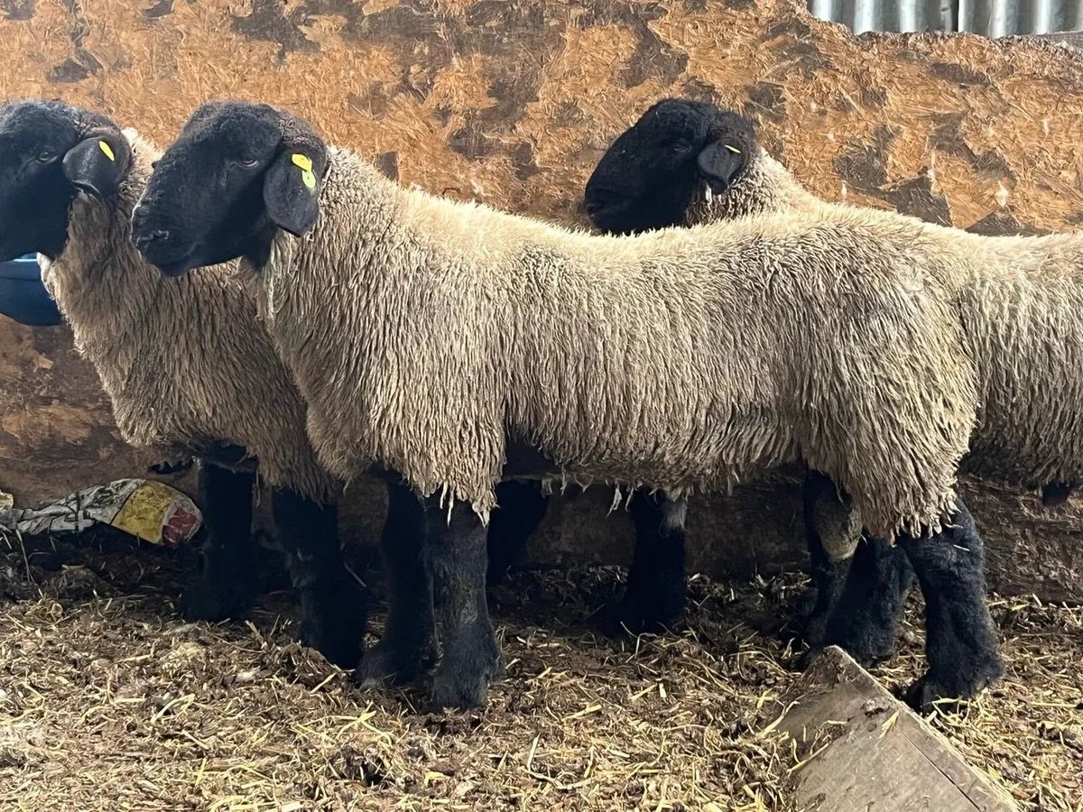Purebred Suffolk ram - Image 3
