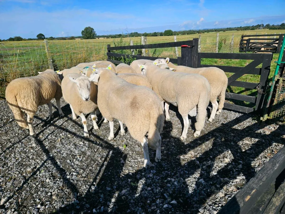PUREBRED SIS APPROVED WICKLOW CHEVIOT HOGGET RAMS