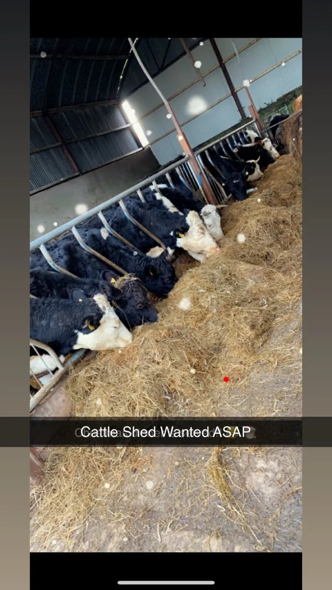 Cattle shed