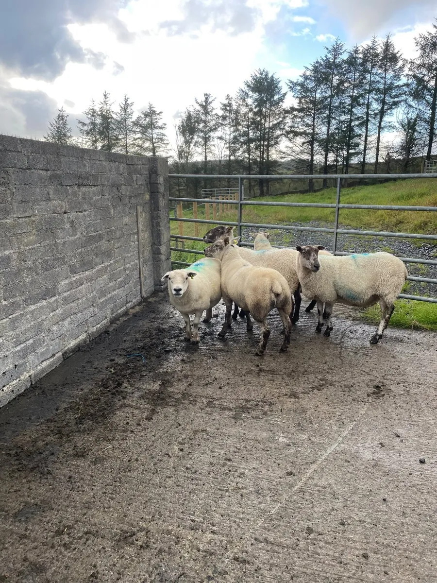 December lambing ewes 🎄 - Image 3