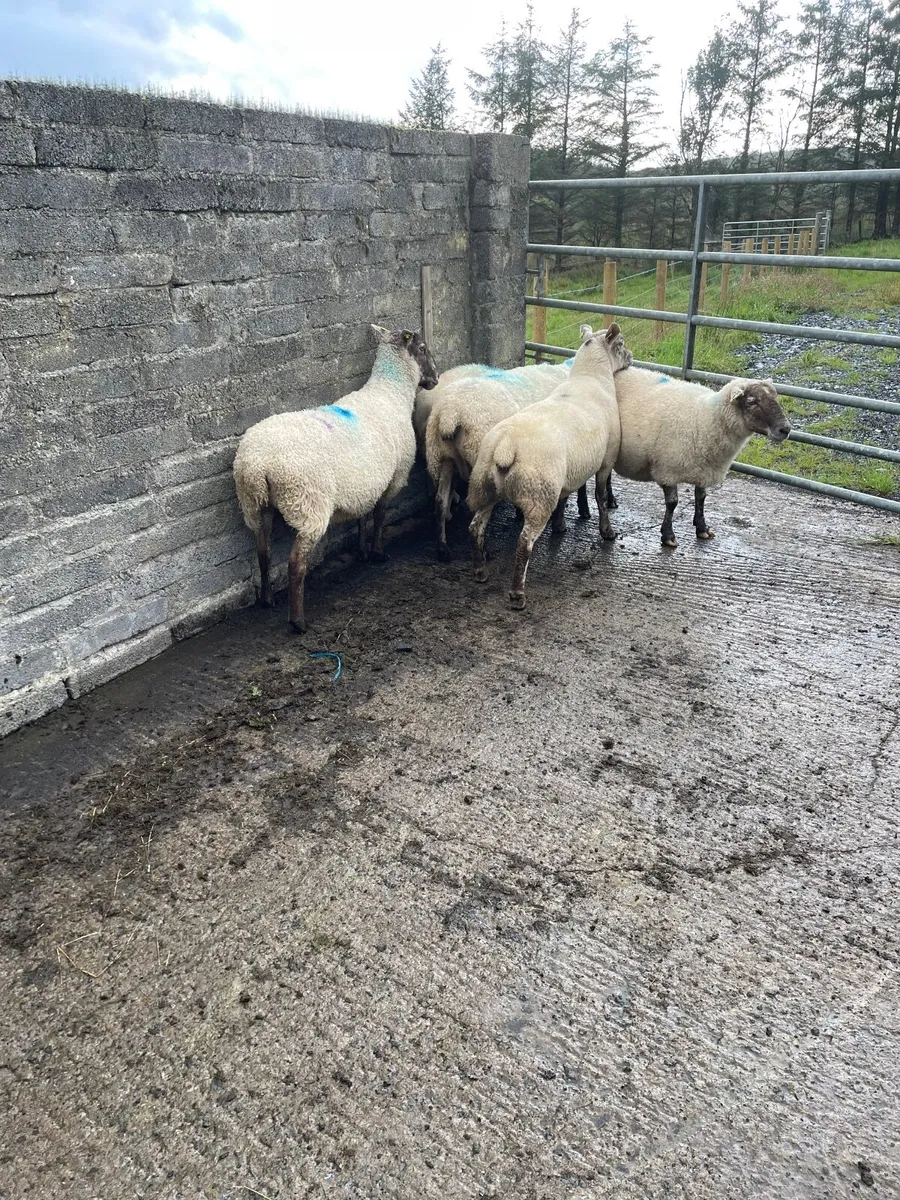 December lambing ewes 🎄 - Image 1