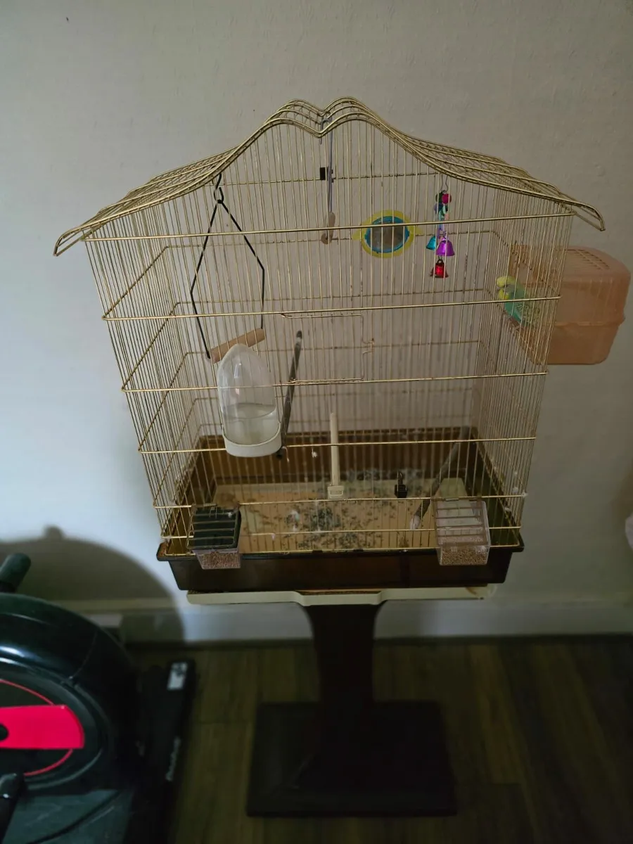 Budgie - Image 1