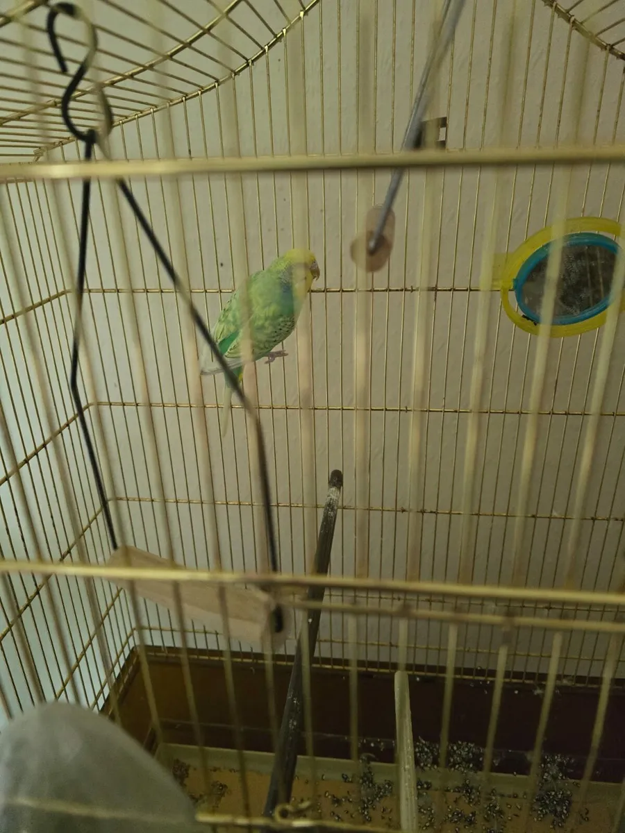 Budgie - Image 2