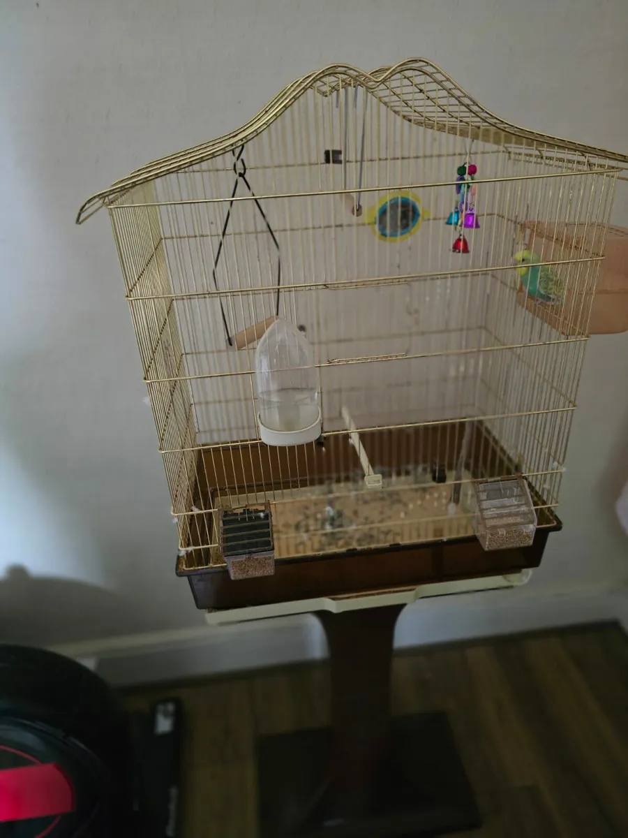 Budgie - Image 4