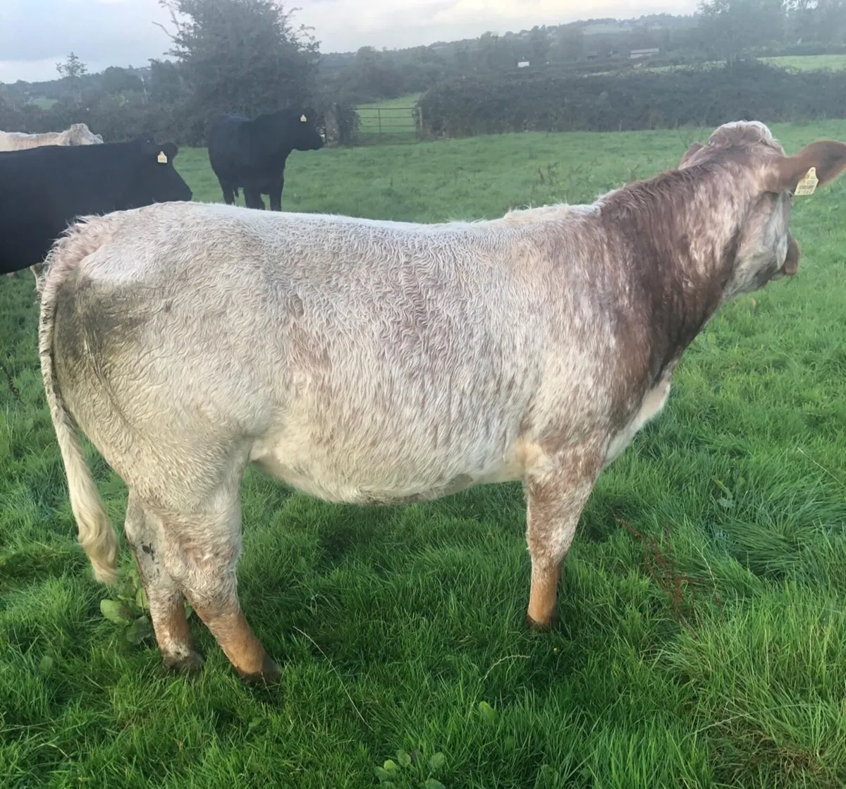 Roan Heifer - Image 1
