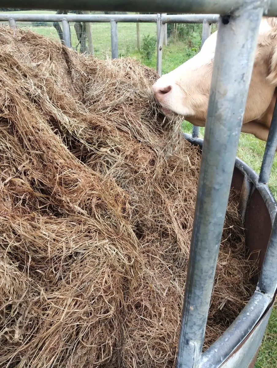 Round bale silage - Image 2