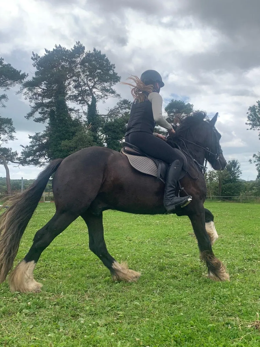 Serious cob - Image 2