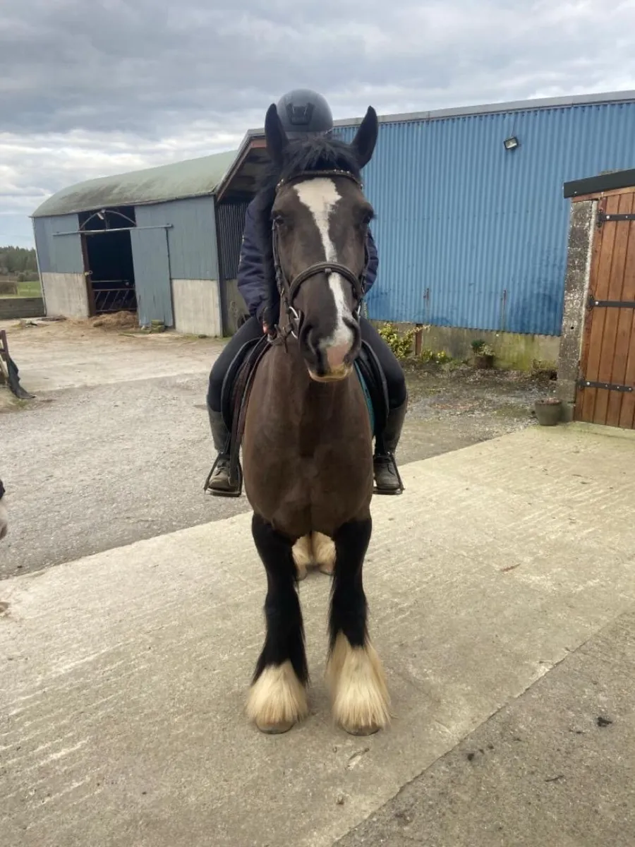 Serious cob - Image 3