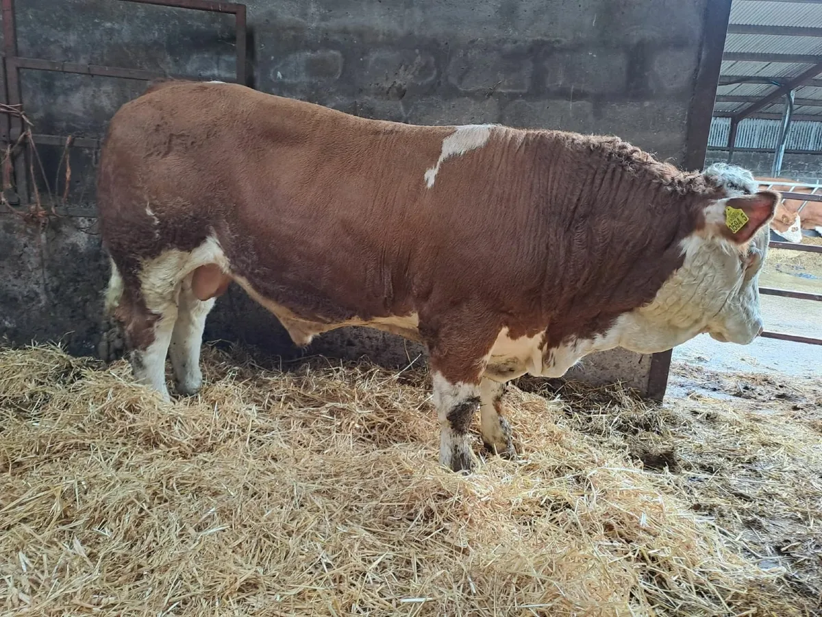 Twin Pedigree Simmental Bulls For Sale - Image 1