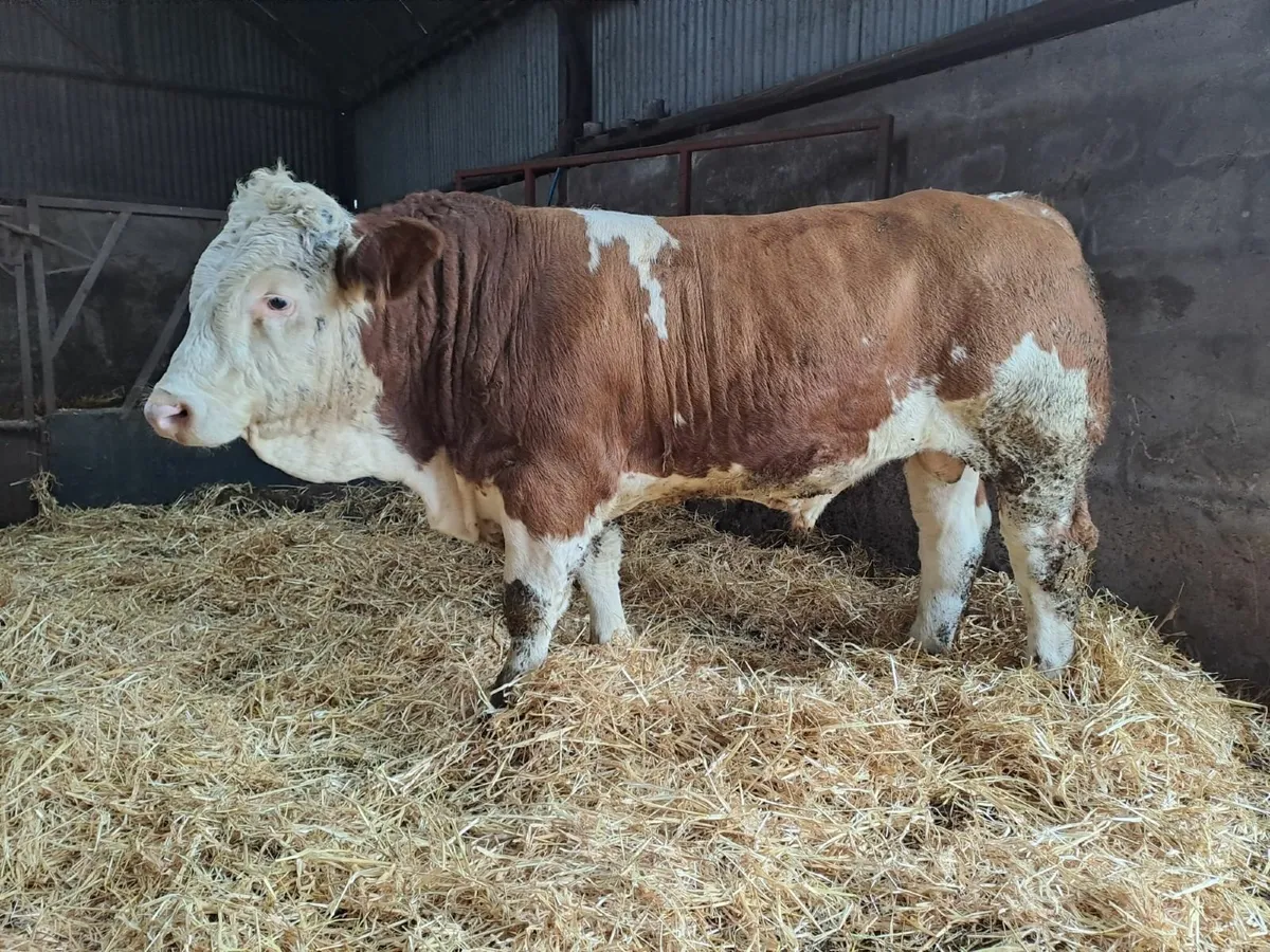 Twin Pedigree Simmental Bulls For Sale - Image 2