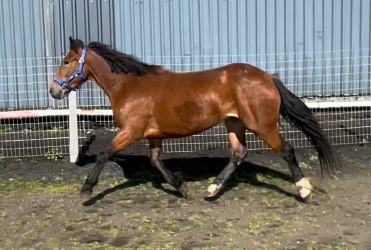 14.2hh mare - Image 1