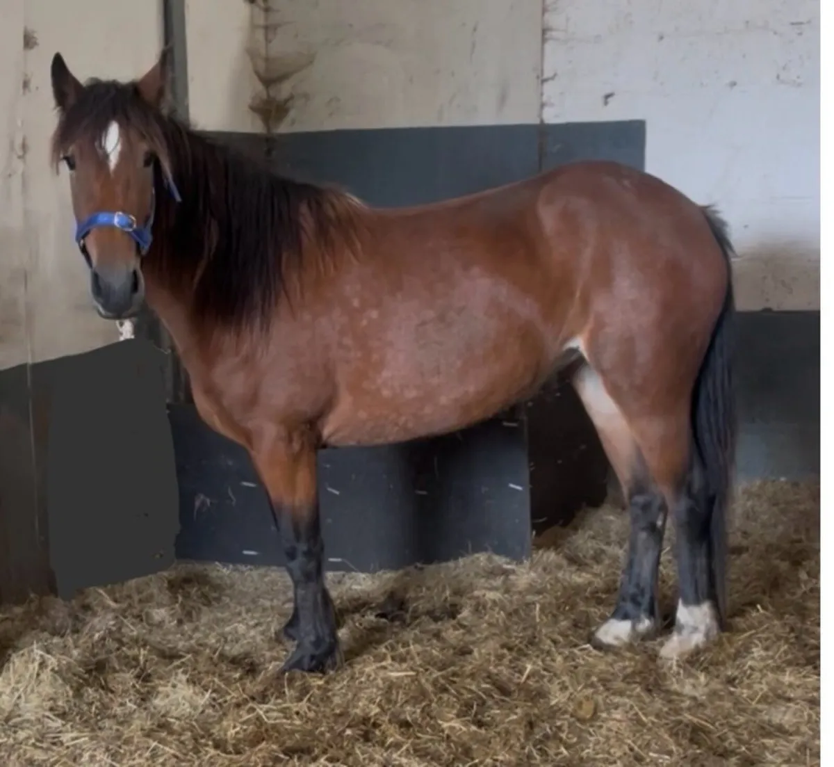 14.2hh mare - Image 2