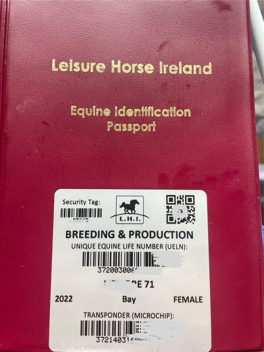 14.2hh mare - Image 3