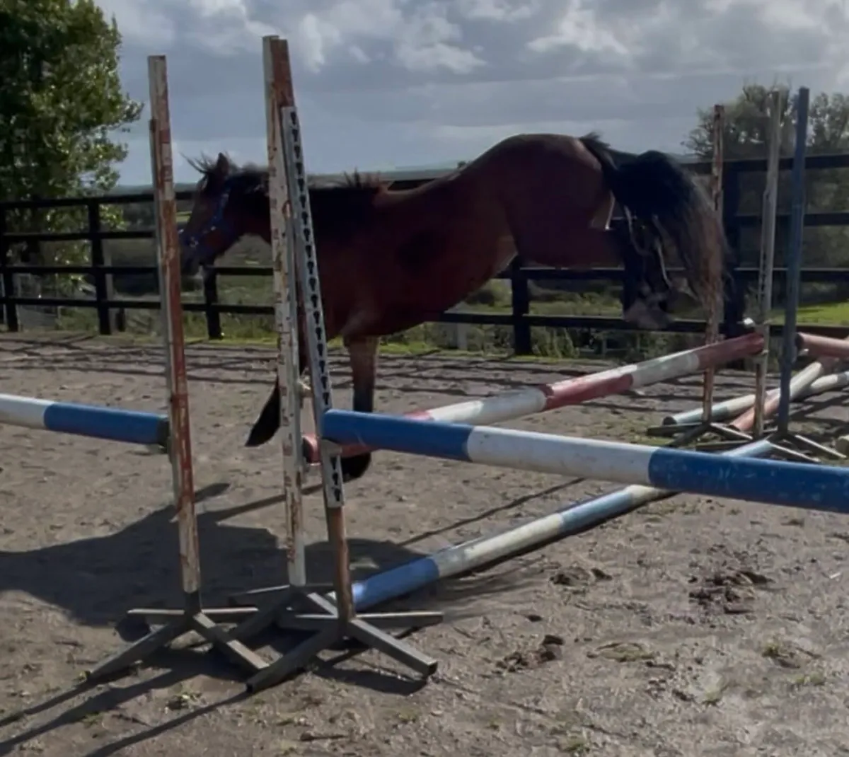 14.2hh mare - Image 4
