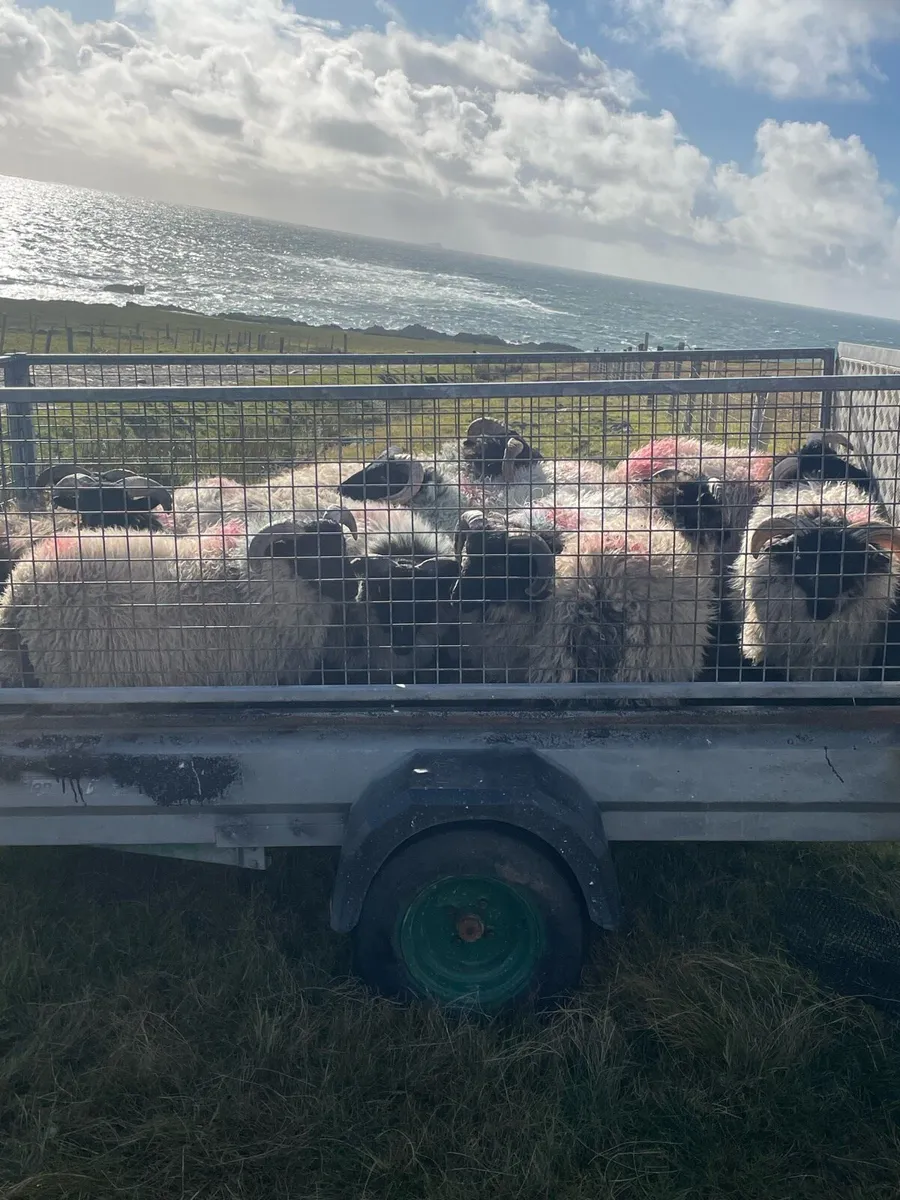 Sheep - Image 1