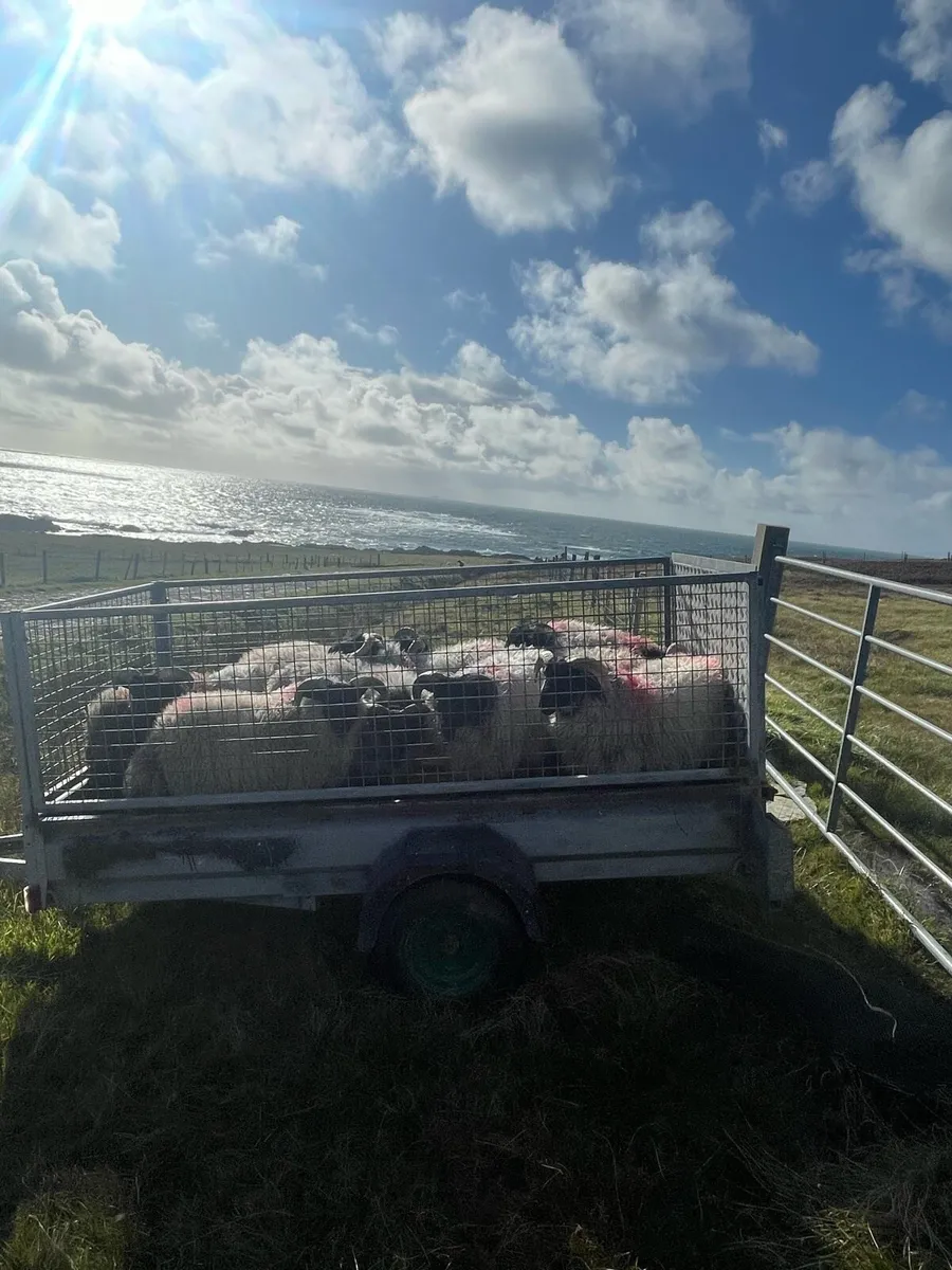 Sheep - Image 2
