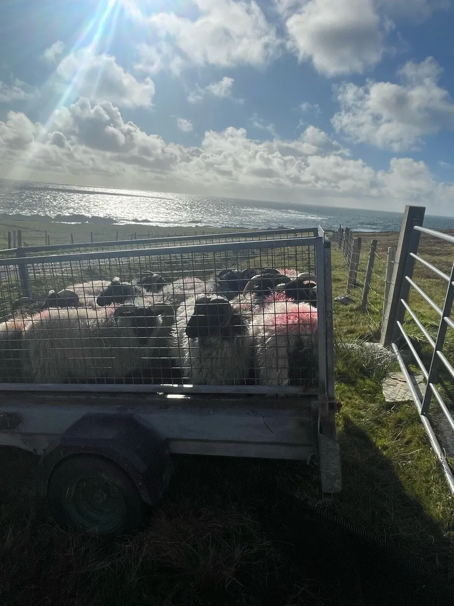 Sheep - Image 3