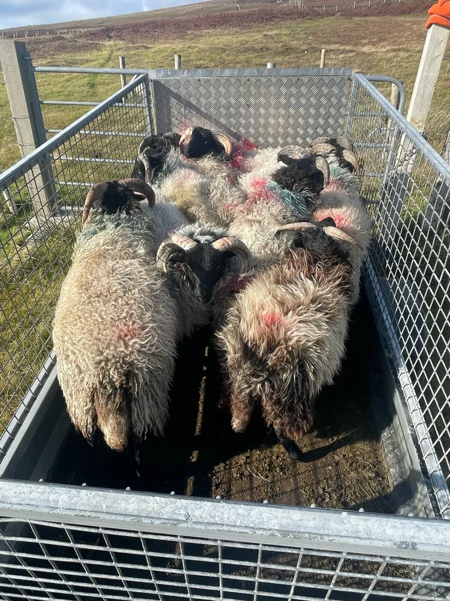 Sheep - Image 4