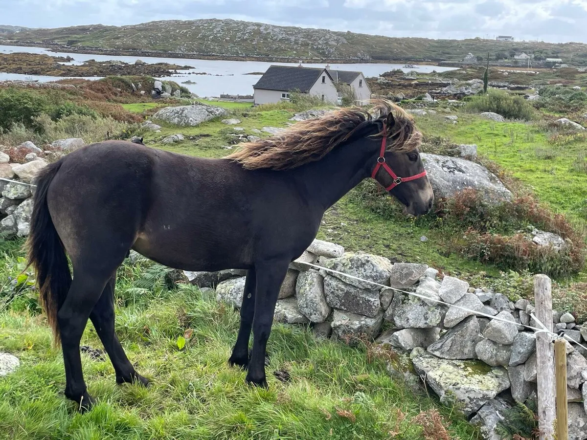 Connemara Yearing Colt - Image 1