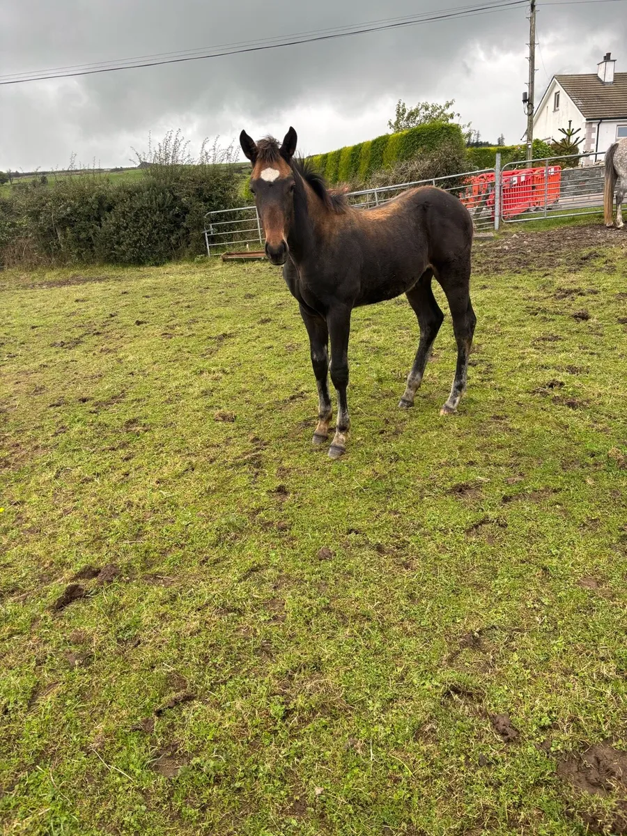Irish draught colt foal - Image 4