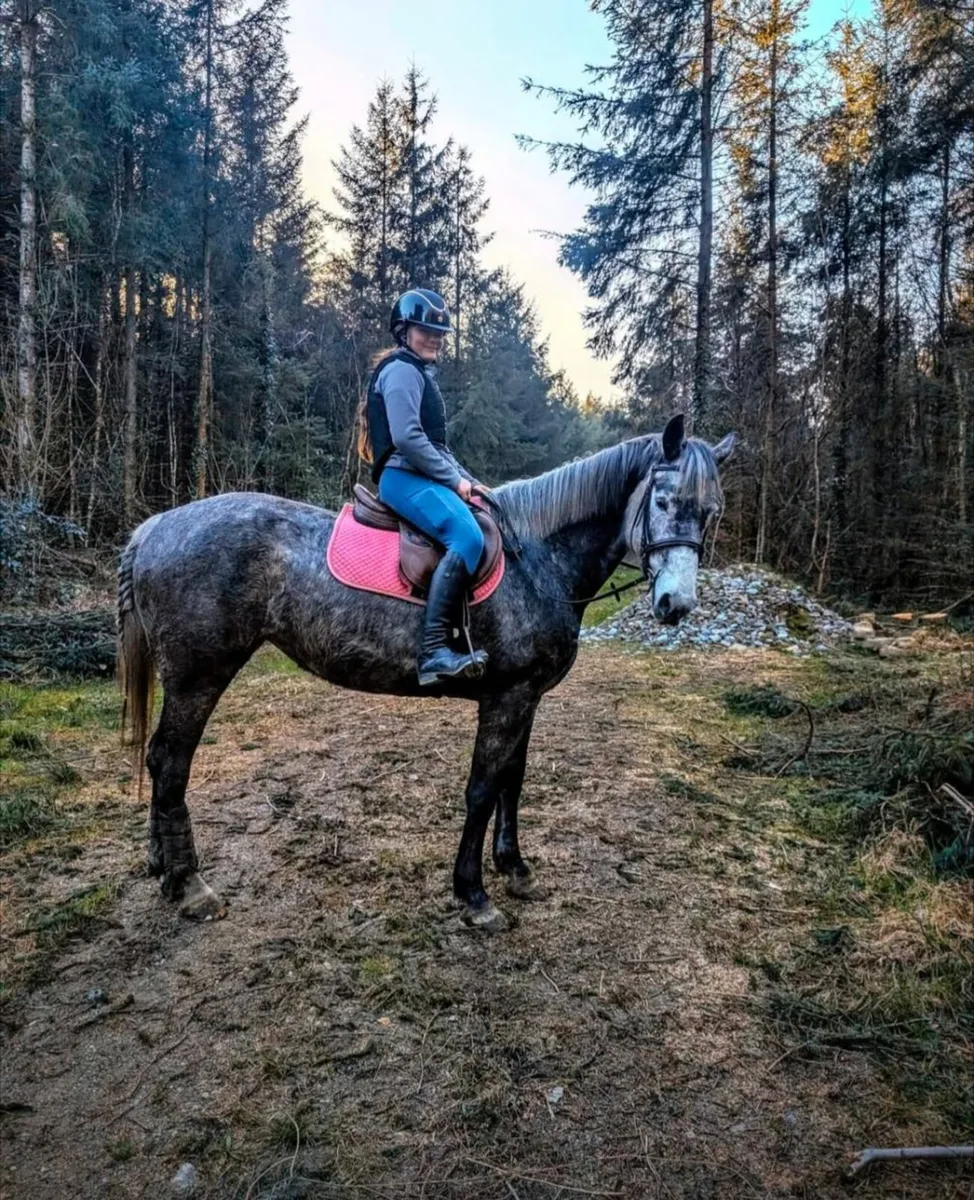 Horse - Image 2