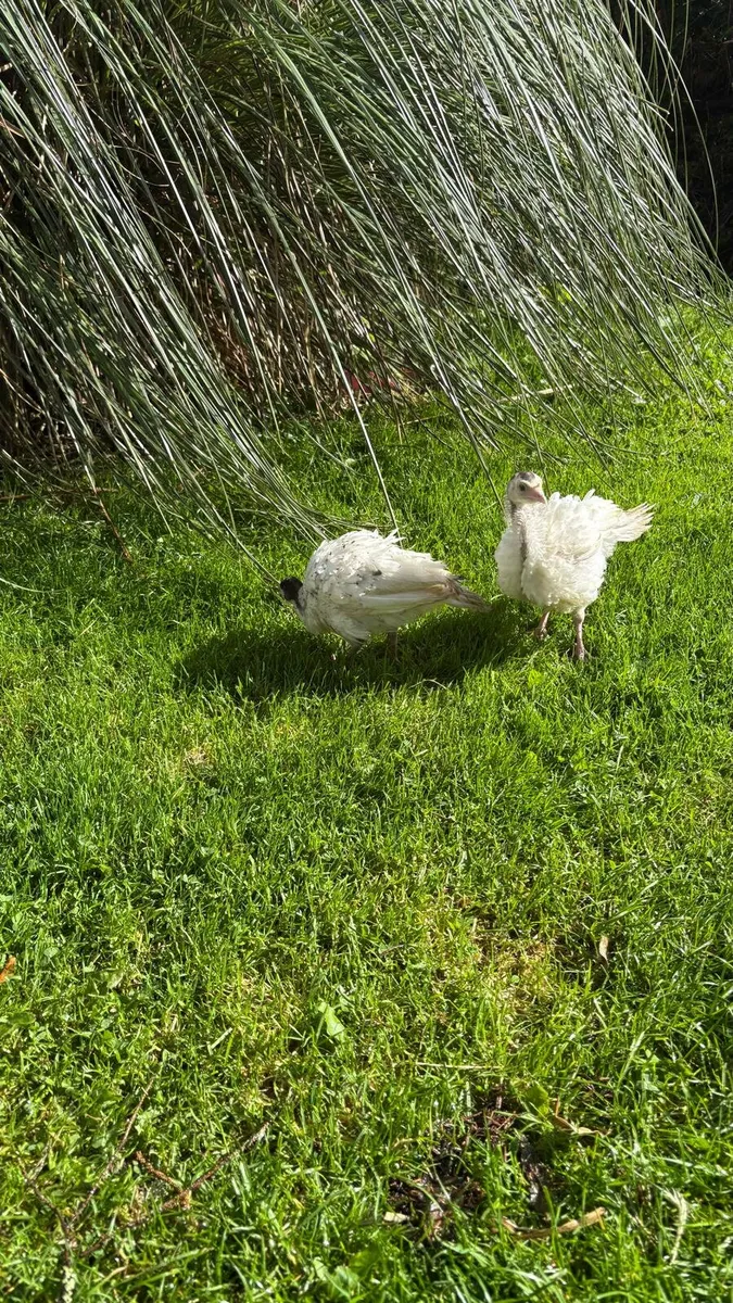 Turkeys 2 months old - Image 1
