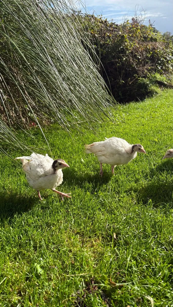 Turkeys 2 months old - Image 2