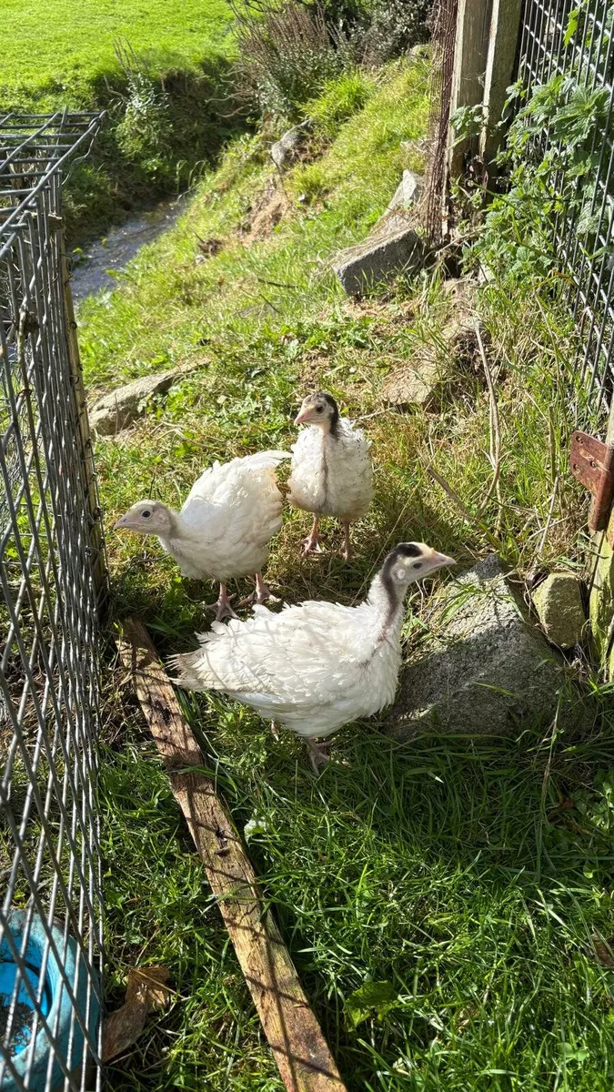 Turkeys 2 months old - Image 3