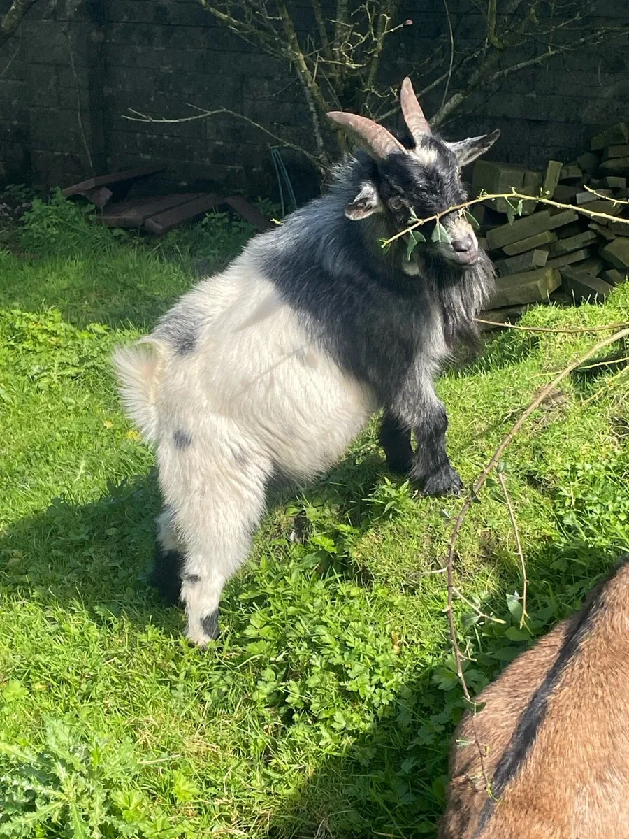 Pygmy goats - Image 1