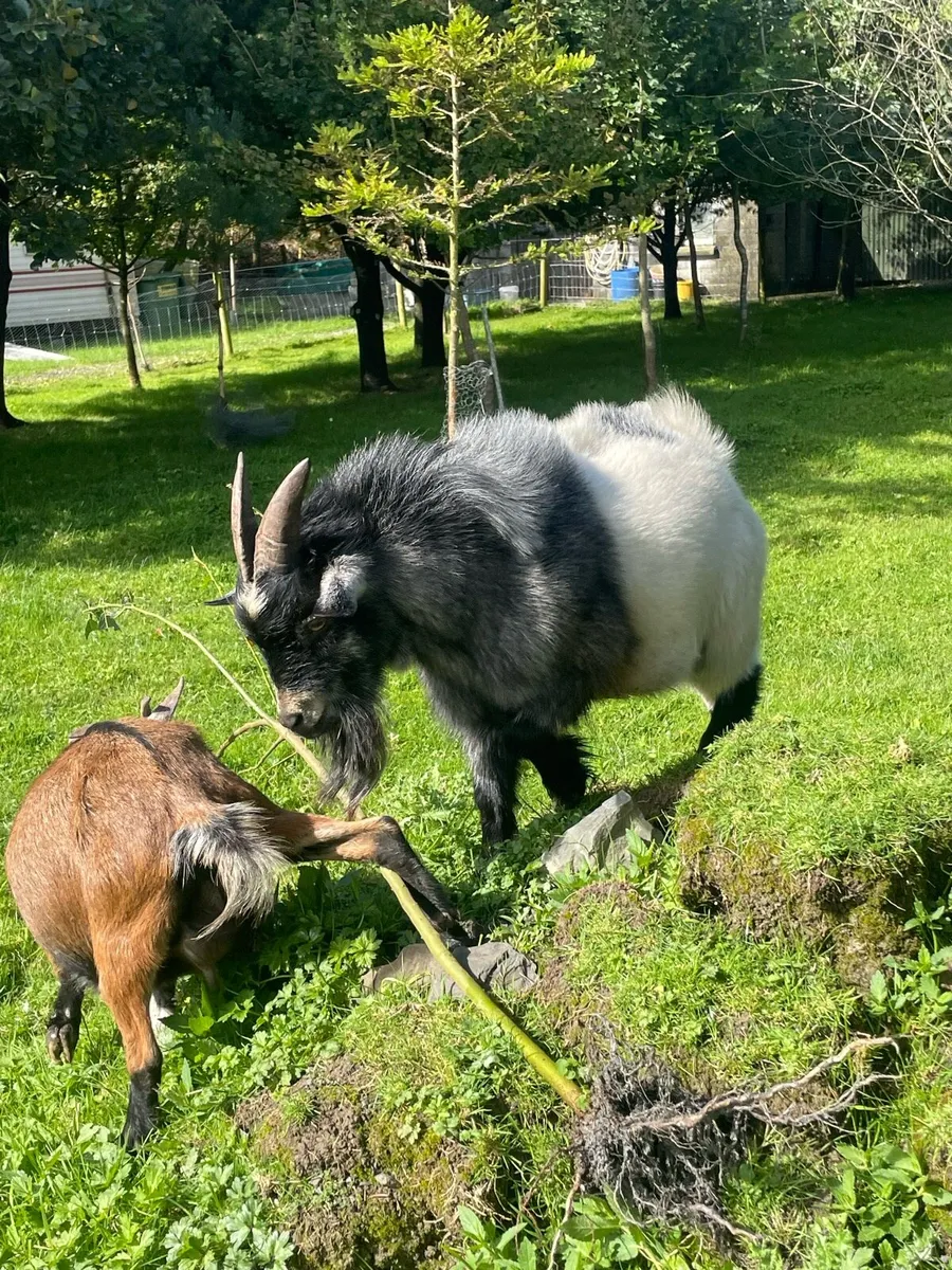 Pygmy goats - Image 2