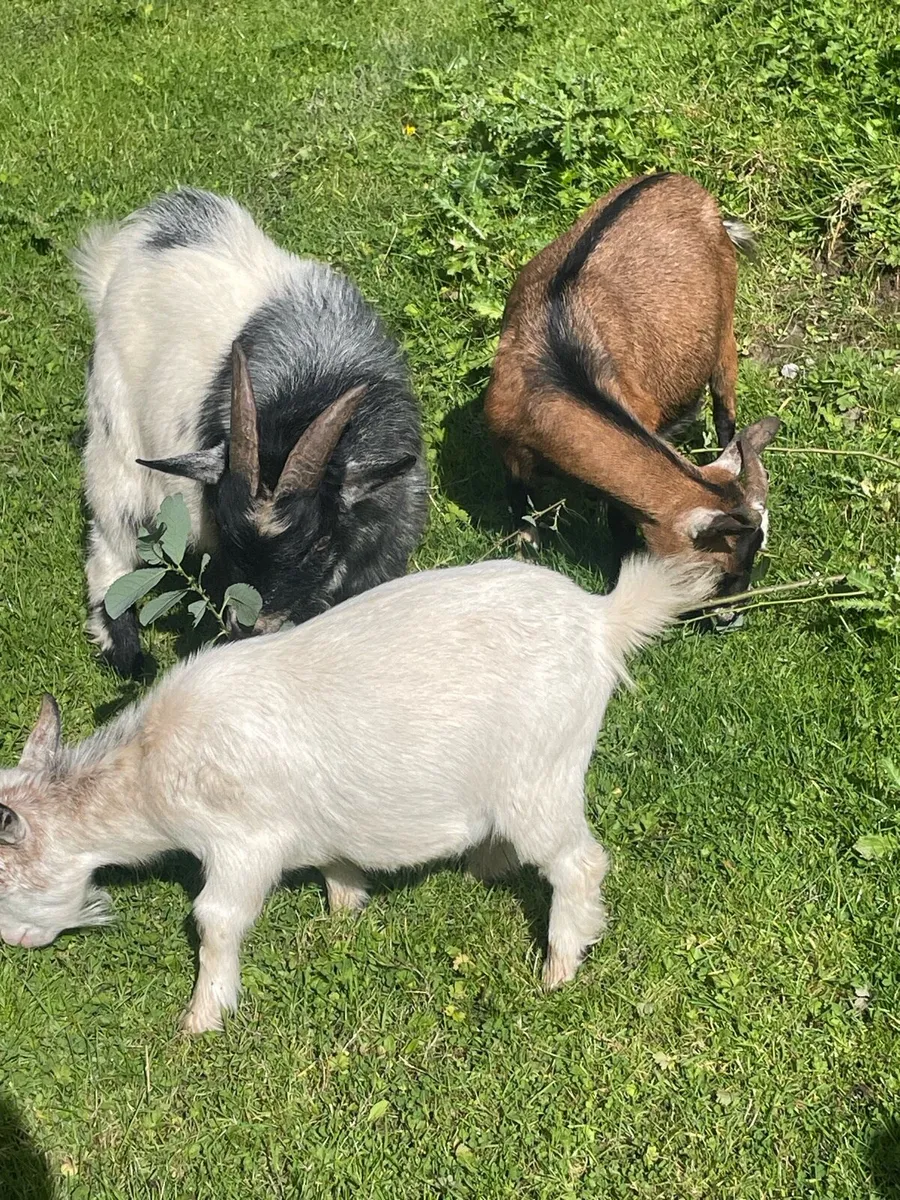 Pygmy goats - Image 4